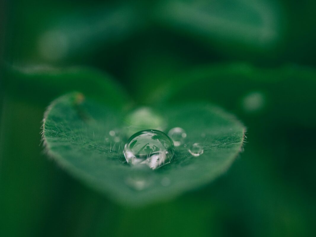 water bead on leaf