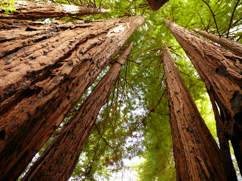 Shows tall Redwood trees to illustrate this fact, namely that water can climb up thin tubes in trees and plants and give them essential nutrients because of the strong forces of attraction between water molecules