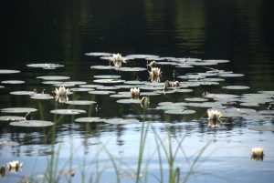 Shows water lillies on a lake to illustrate that humans tend to live near water