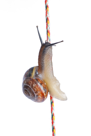 Shows a snail to illustrate slime in biology