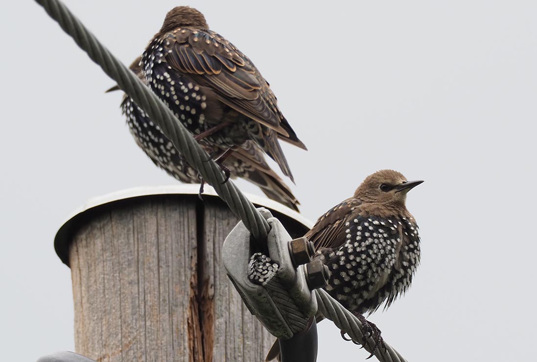 Shows two birds sitting directly on a copper power line to illustrate that they don't get electrocuted