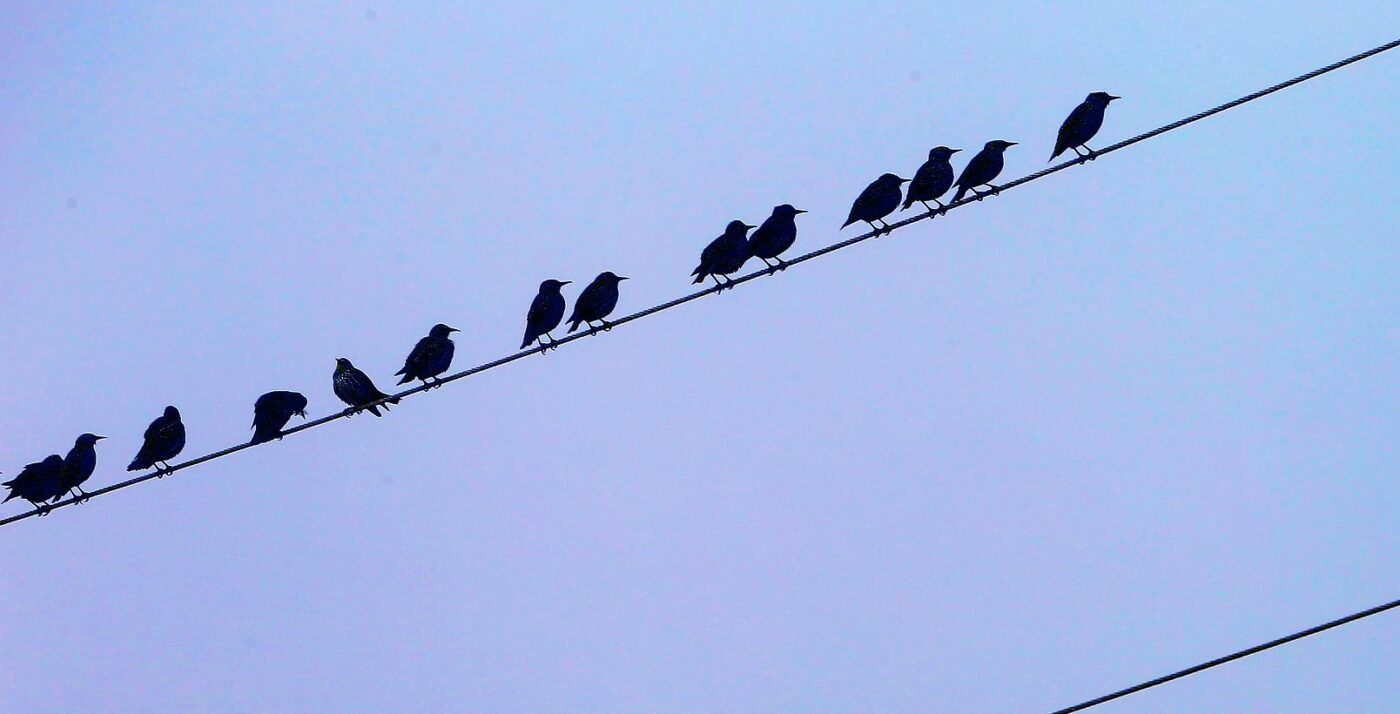 Shows birds sitting on powerlines to illustrate that they don't get electrocuted