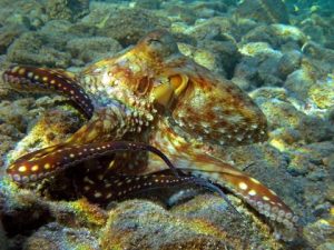 Shows a large octopus to illustrate the topic which is the question of whether octopuses are intelligent