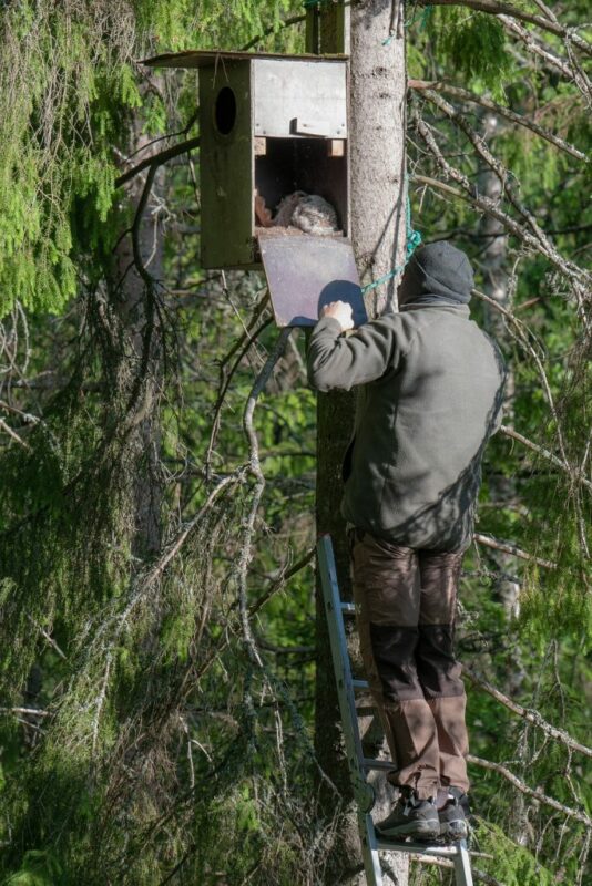 Shows Vidar on a latter going up to the birdhouse to get the baby owls