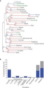 Shows a chart of DNA to illustrate the topic which is whether we have junk DNA