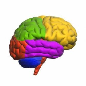 How Reading Changes The Brain Scientist Factory How Reading Changes The Brain Scientist Factory