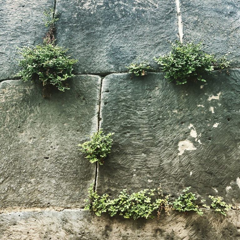 Shows greenery growing between stones on a wall to illustrate the topic of the blog post: that nature experiences can be had in the city