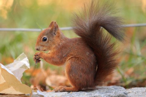 Shows a squirrel to illustrate the topic of the blog post: that nature experiences can be had in the city